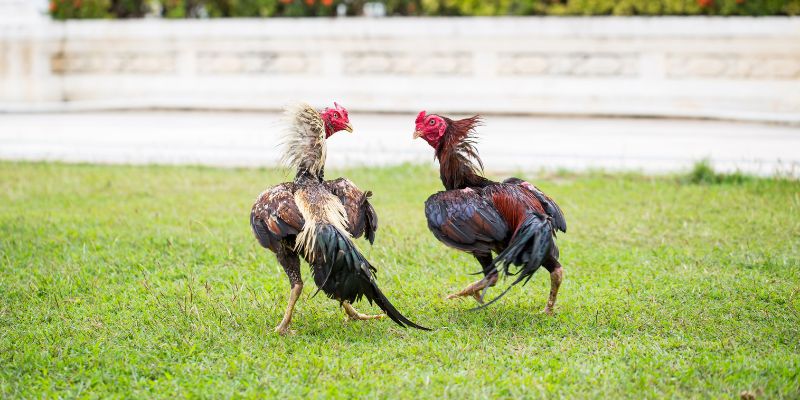 Đá gà trực tiếp C4 thu hút sự quan tâm của cược thủ tại GO88