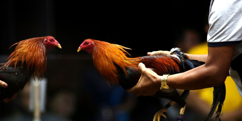 Diễn biến của một trận đá gà cựa dao