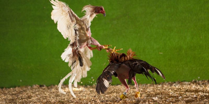 Hình thức đá gà nổi tiếng số 1 tại thị trường Châu Á
