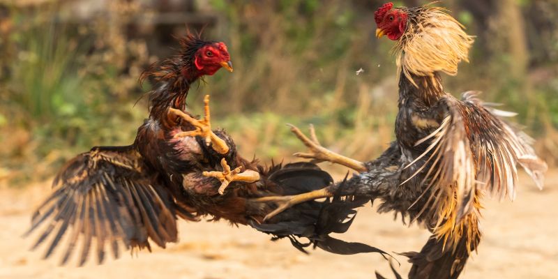 Mẹo đá gà cựa dao