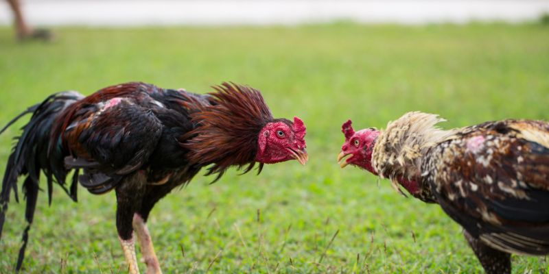 Mẹo đá gà cựa sắt hay không phải ai cũng biết