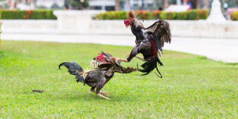 Như thế nào là đá gà cựa dao?