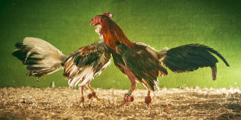Quy tắc về thời gian sẽ được quy định đặc trưng tại mỗi giải đấu