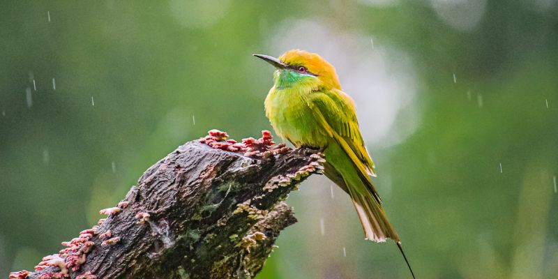 Hình ảnh con chim trong giấc mơ có thể phản ánh về đời sống